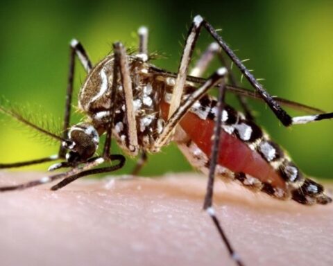 cuba dengue aedes aegypti, isla de la juventud