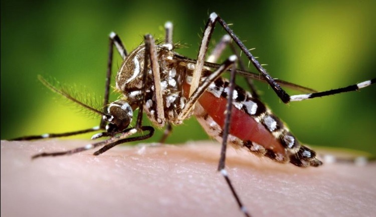 cuba dengue aedes aegypti, isla de la juventud