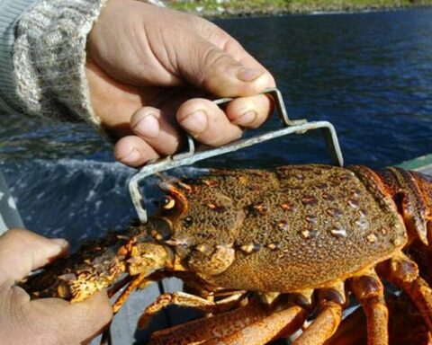 Deployment of means for Cuban lobster destined for export