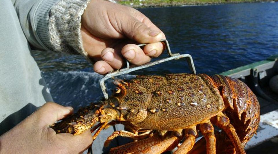 Deployment of means for Cuban lobster destined for export