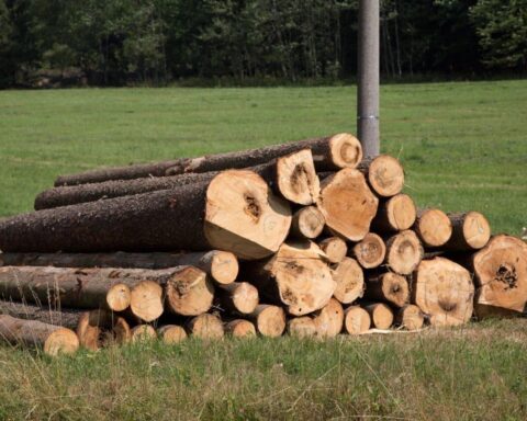 Medio Ambiente suspende de manera provisional aprovechamiento de madera bruta
