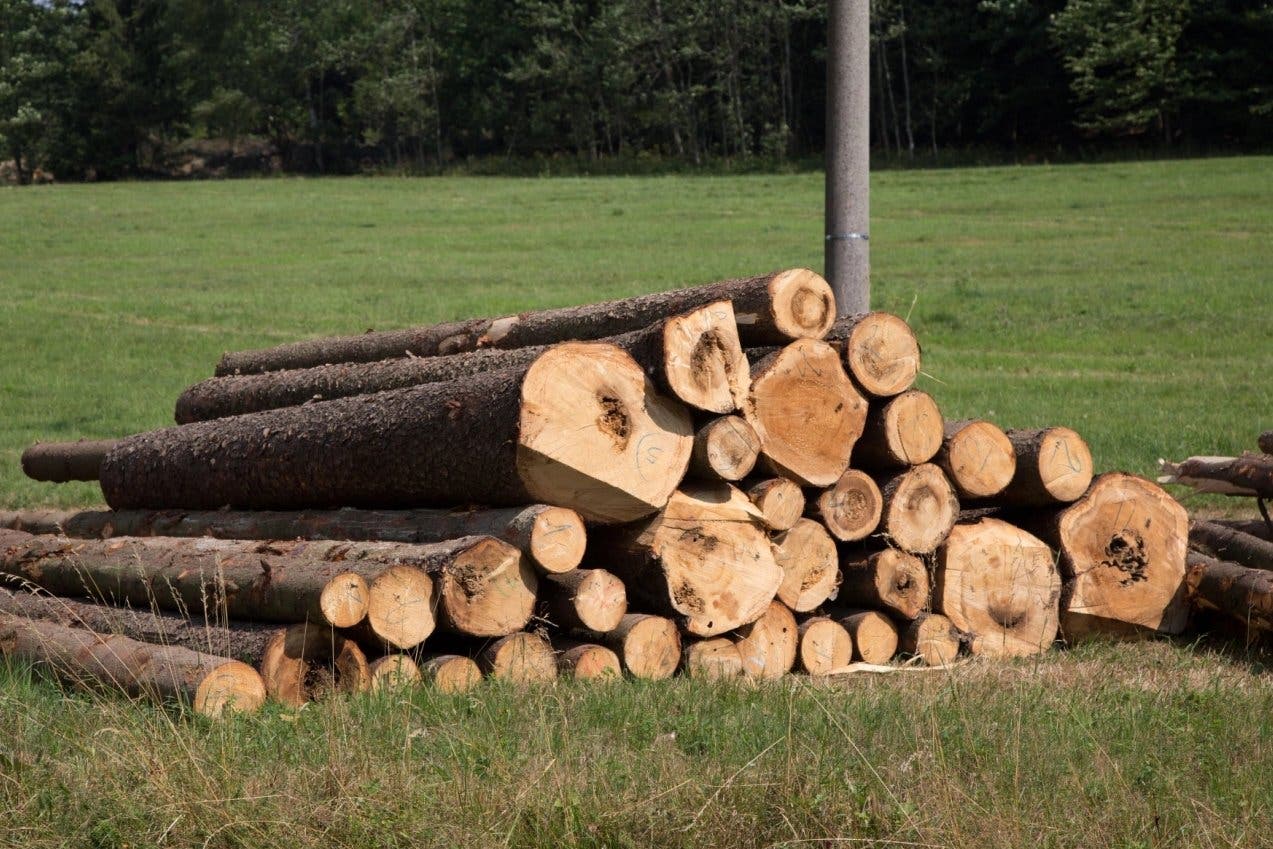 Medio Ambiente suspende de manera provisional aprovechamiento de madera bruta