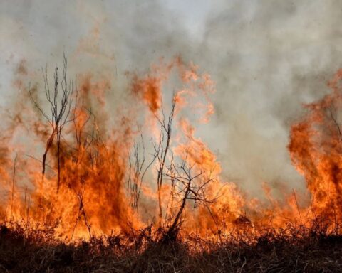 Fires in the Paraná Delta: brigade members fight to put out three large outbreaks