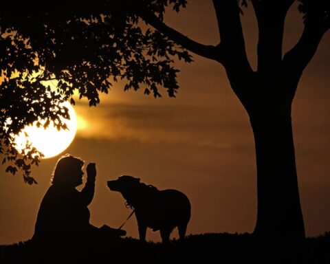 Funcionarios de salud advierten a las personas infectadas con la viruela del mono mantenerse alejadas de las mascotas. Foto: Charlie Riedel/ AP.