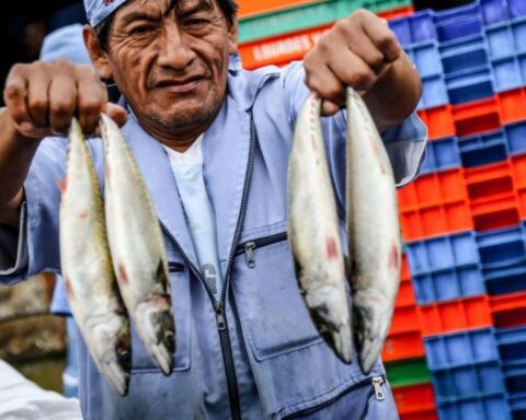 Hake ban established in the north of the country for 30 days