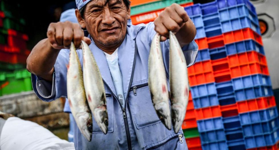 Hake ban established in the north of the country for 30 days