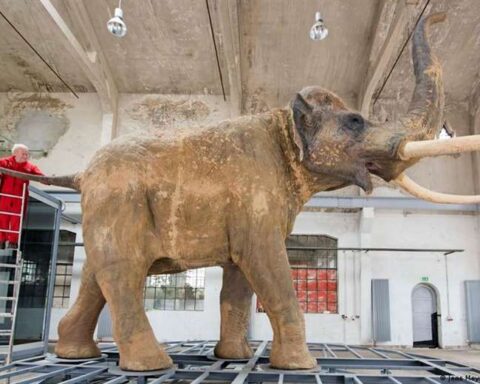 Half-million-year-old elephant tusk discovered in Israel