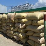 Alta producción arroz brinda condiciones para la exportación
