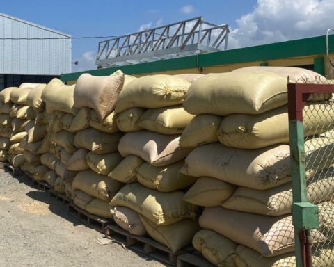 Alta producción arroz brinda condiciones para la exportación