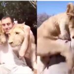 Hug as medicine: they make viral squeezes of animals to their caregivers