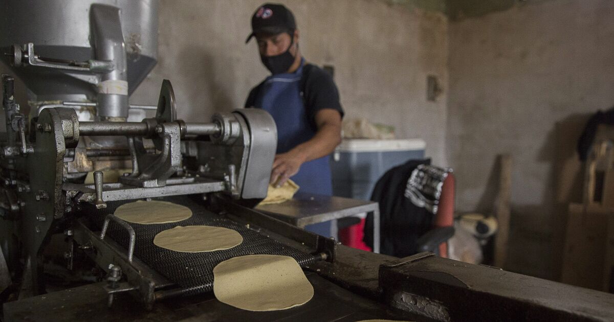 Inflation, piracy and insecurity put the consumption of tortillas in check