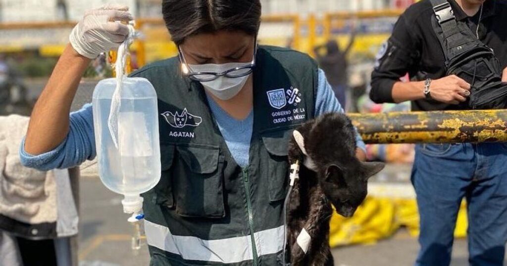 Mercado Sonora: sale of animals without prohibition or change of line