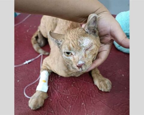 Mutu se encuentra internado la veterinaria Vida Vital / Foto: Brandy Salazar