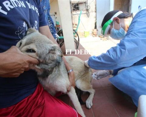 Pando declares alert after death of a patient with human rabies