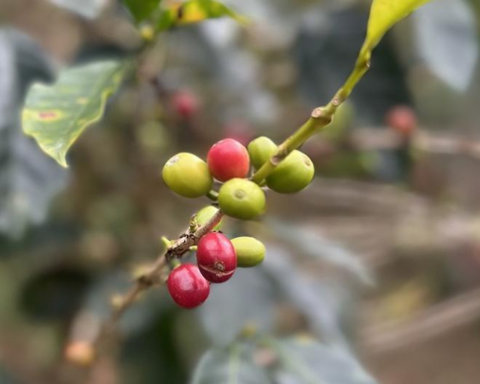 Peruvian Coffee Day: Farmers digitize their businesses through solidarity E-commerce