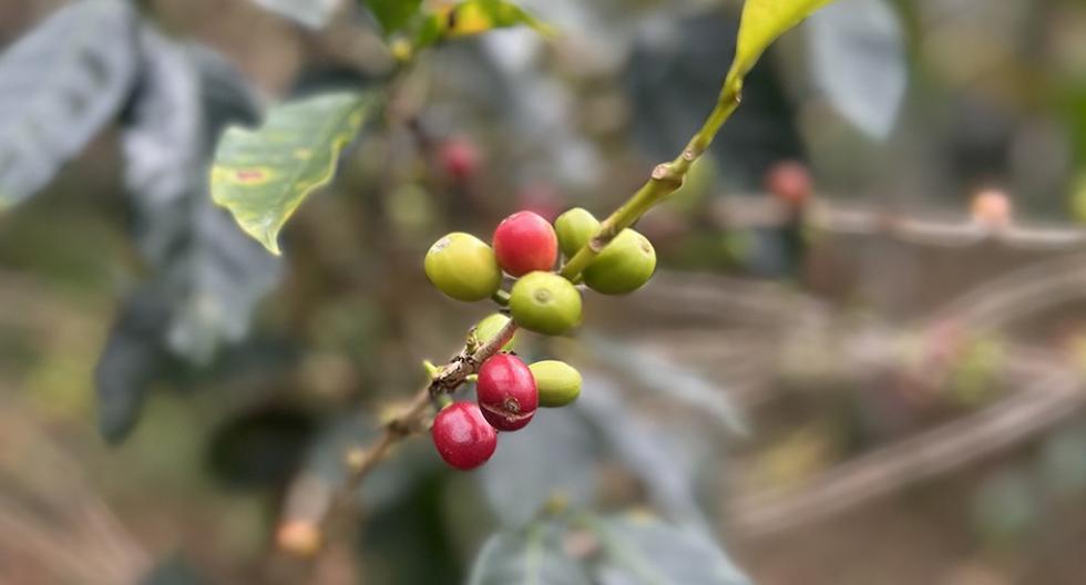 Peruvian Coffee Day: Farmers digitize their businesses through solidarity E-commerce
