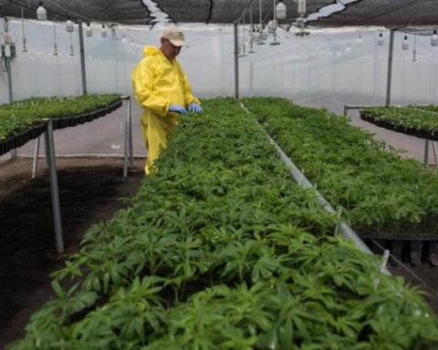 President Petro proposes expanding the legalization of marijuana