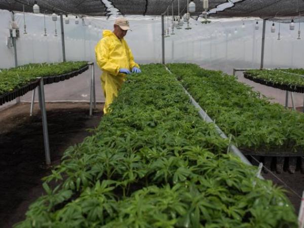President Petro proposes expanding the legalization of marijuana