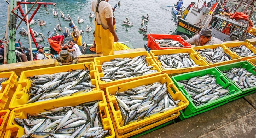 Produce: Landing of fishery resources exceeded 1.03 million tons in June 2022