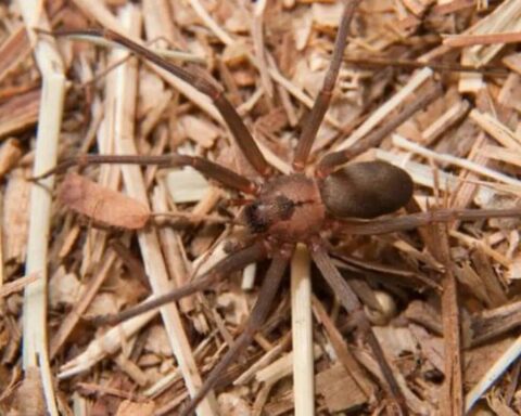 Salud Pública informa no tiene registros de mordeduras por «araña marrón»