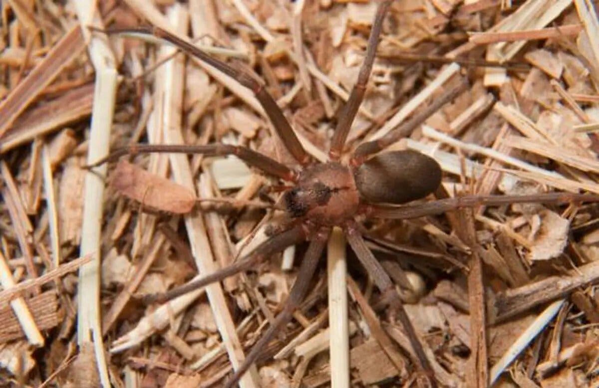 Salud Pública informa no tiene registros de mordeduras por «araña marrón»