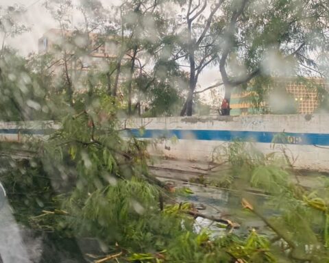 Lluvias provocan caída de árboles en la avenida Máximo Gómez