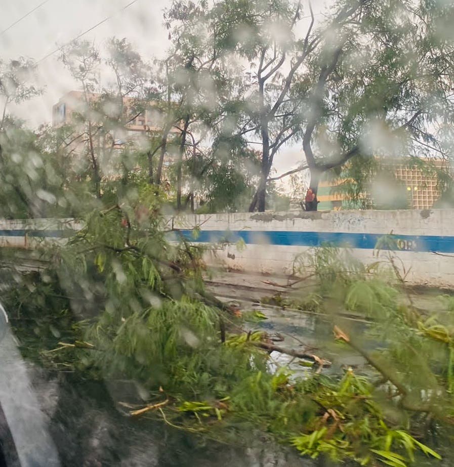 Lluvias provocan caída de árboles en la avenida Máximo Gómez