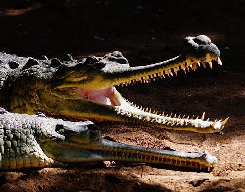 cocodrilo, cubano, turismo