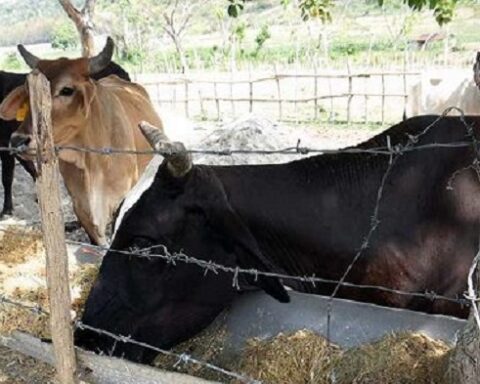 cuba, ganado, multas
