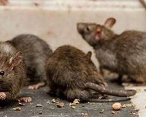 Santa Cruz has already discharged two of the three positive cases of hantavirus and has 17 suspected cases