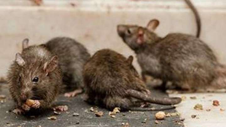 Santa Cruz has already discharged two of the three positive cases of hantavirus and has 17 suspected cases