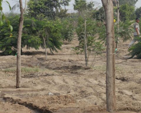 Sereno de Huancayo dies crushed by a tree
