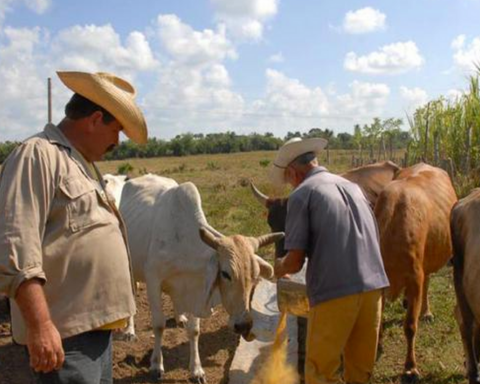 The Cuban Government increases the fines for not declaring cattle from 50 to 20,000 pesos