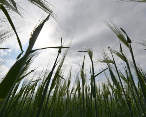 The Mexican economy will overcome the impact of the drought this year