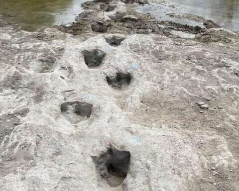 The amazing discovery of the footprints of a dinosaur that were exposed by the drought in the United States