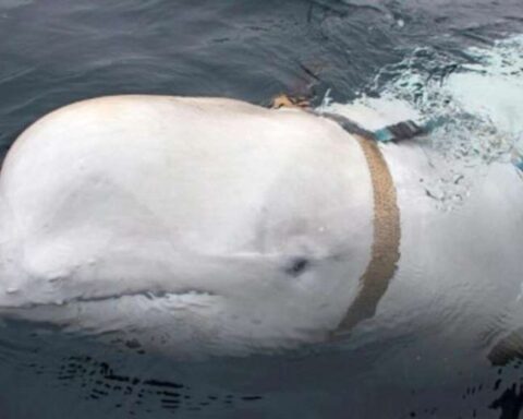 The delicate rescue operation of a beluga whale lost in the Seine River