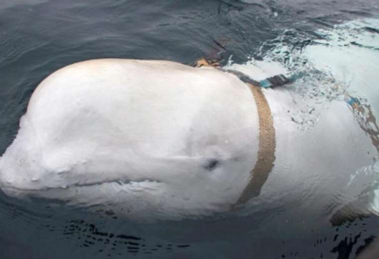 The delicate rescue operation of a beluga whale lost in the Seine River