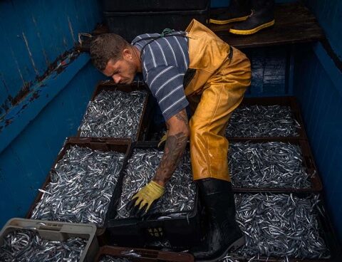 The fishing sector will liquidate more than US$ 300 million in the next 45 days