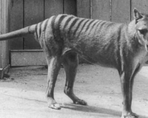 The multimillion-dollar plan to revive the Tasmanian tiger, extinct 86 years ago