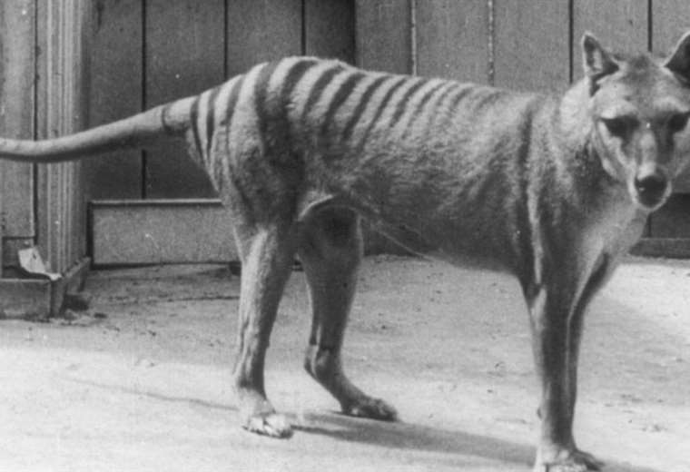 The multimillion-dollar plan to revive the Tasmanian tiger, extinct 86 years ago