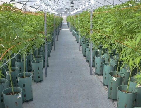 They formed the Cannabis and Industrial Hemp Table to coordinate and articulate tasks