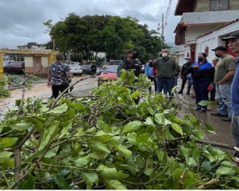 They inspect a fallen tree roll due to the recent rains in Coche