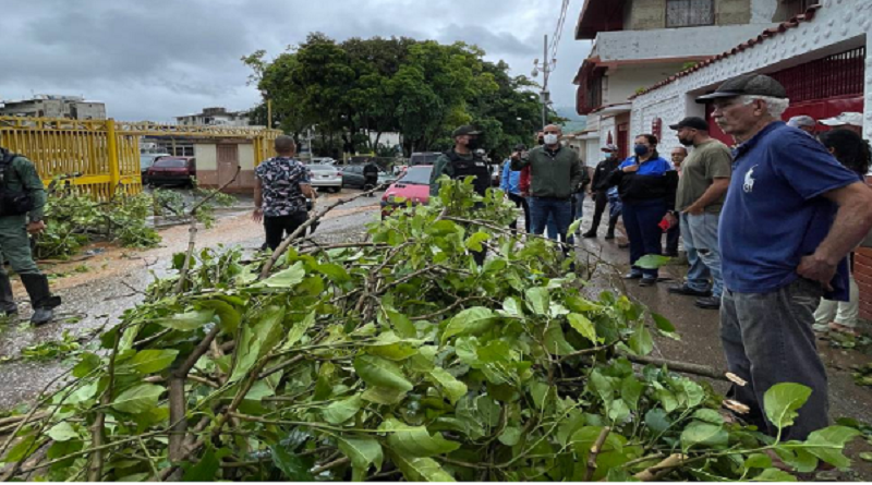 They inspect a fallen tree roll due to the recent rains in Coche