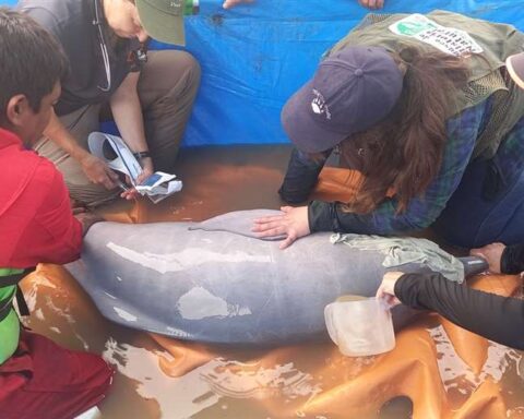 They rescue seven dolphins trapped in the Rio Grande