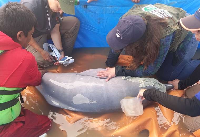 They rescue seven dolphins trapped in the Rio Grande