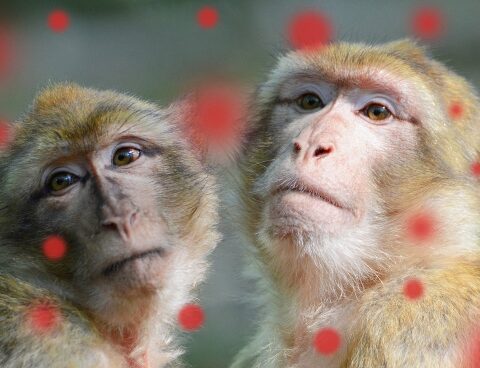 WHO denounced attacks on monkeys in Brazil for fear of monkeypox