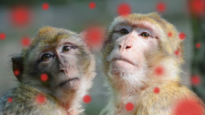 WHO denounced attacks on monkeys in Brazil for fear of monkeypox