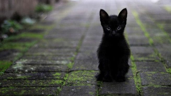 Relationship of black cats with witchcraft dates back to the Middle Ages