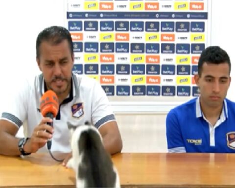 A feline climbed on the table in the middle of a press conference at the Orsomarso club