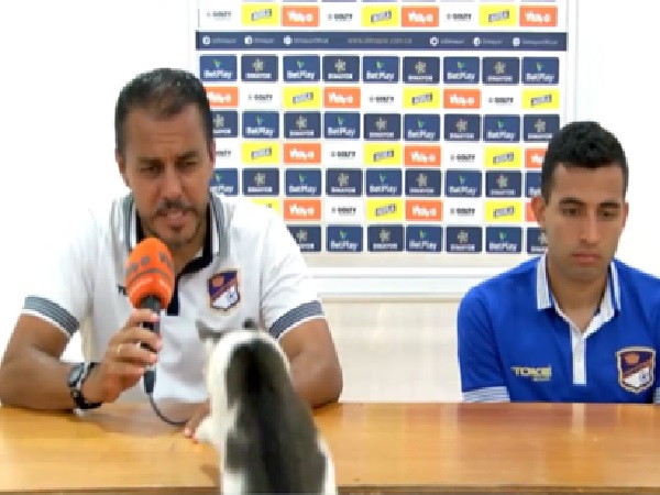 A feline climbed on the table in the middle of a press conference at the Orsomarso club